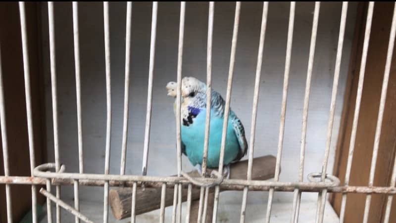 Exhi black wing budgies 12