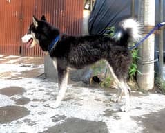 no 03364154370 female Husky for sale in 70000 0