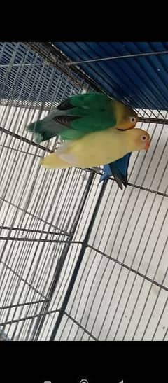 cremino lovebirds 0