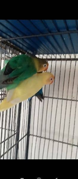 cremino lovebirds 2