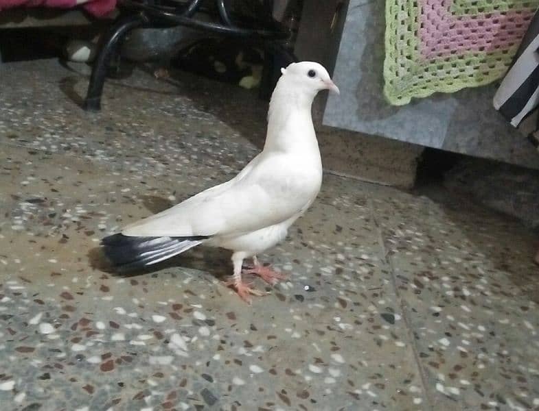 pigeon 2