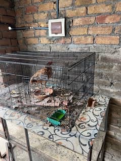 Zarara cage2 feet  by 3 feet03405668354