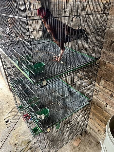 Zarara cage2 feet  by 3 feet03405668354 5