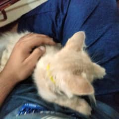 Persian cat urgent sell