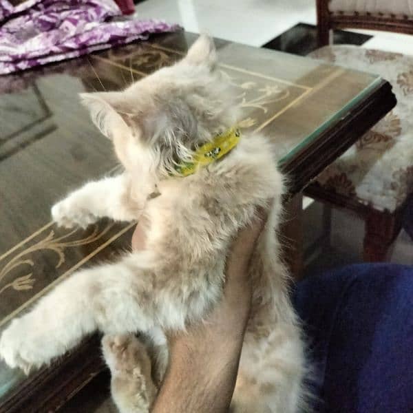 Persian cat urgent sell 2