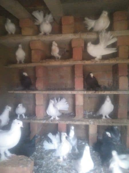 Pigeon for sale 1