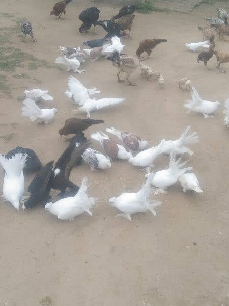 Pigeon for sale 2