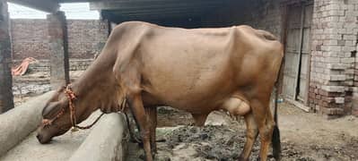 cholistan frezean cros cow