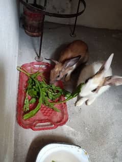 Rabbit pair, 5 months age