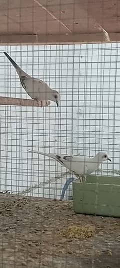 Diamond pied dove