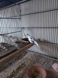 Diamond pied full wash breeder pair top quality 0