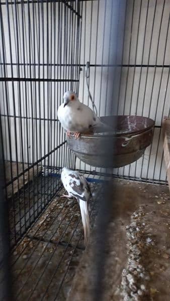 Diamond pied full wash breeder pair top quality 3