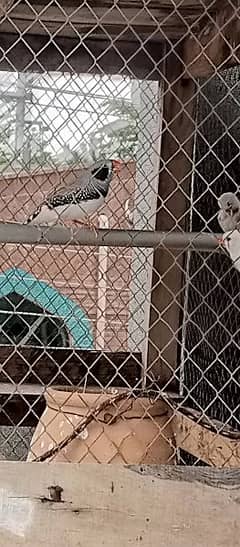 finches