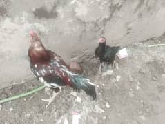 Aseel hens / murgha / murghi / aseel / hens for sale