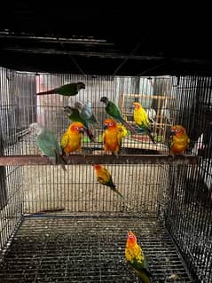 sunconures sunchick and green chick conures