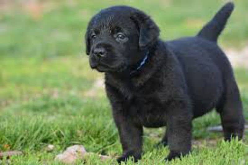 Labrador black Puppy for sale 2