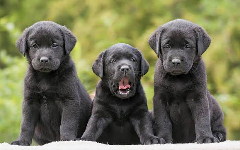 Labrador black Puppy for sale 3