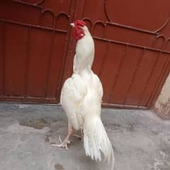 Heera aseel pure breed