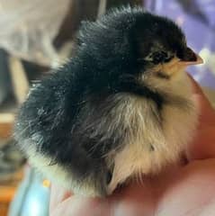 Australorp chiks chozy available RS 150/-