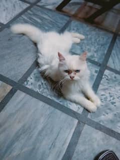 persian cat