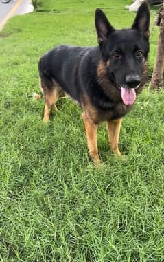 MALE GERMAN SHEPHERD FOR SALE URGENT