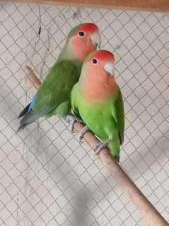 Love bird breeder pair