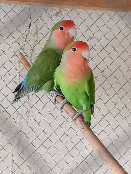 Love bird breeder pair 1