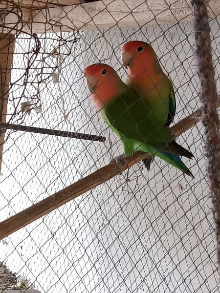 Love bird breeder pair 3