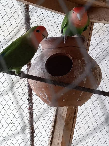 Love bird breeder pair 4