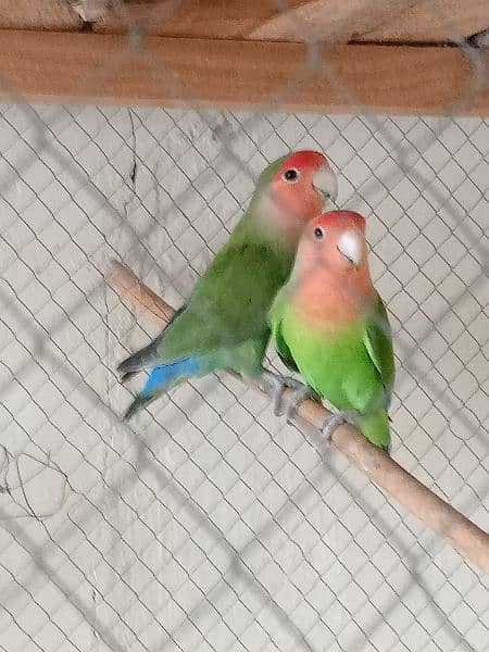 Love bird breeder pair 5