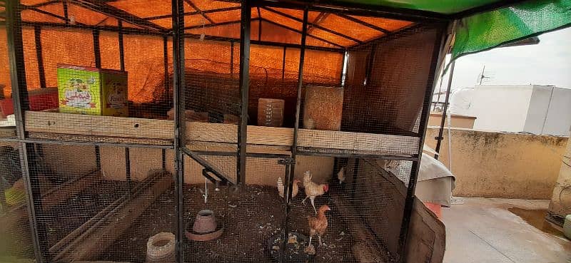 hens cages / bird cage / pinjra / cages for sale / cage 3