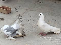 Fancy pigeon pair for sale