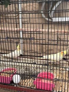 Cockatiel & Pineapple Conures for Sale