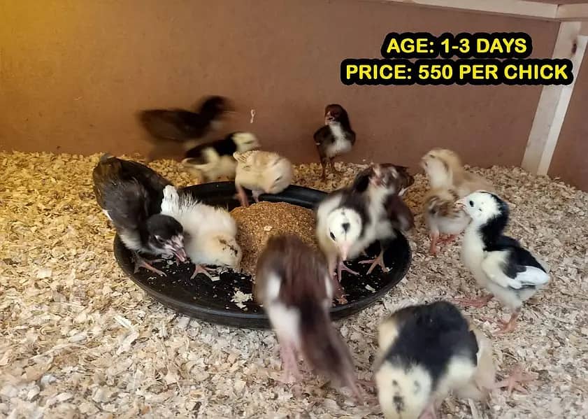 Mianwali Aseel Chicks of Heera & Lakha, fertile eggs, pathay pathian 1