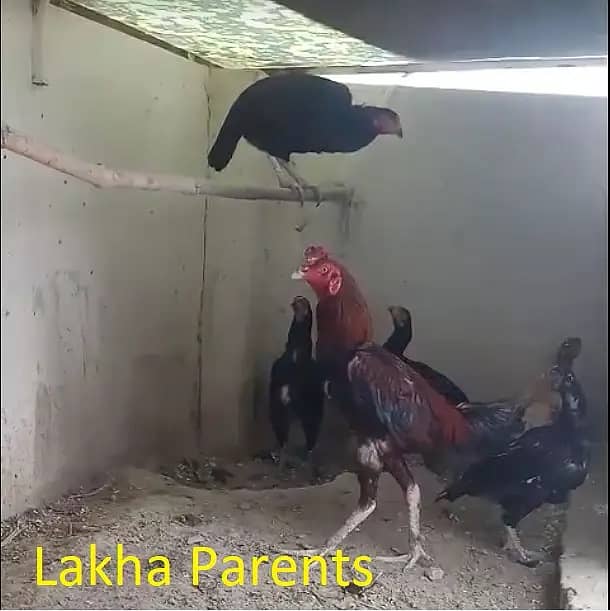 Mianwali Aseel Chicks of Heera & Lakha, fertile eggs, pathay pathian 5