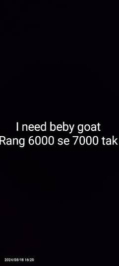 I need baby goat 0