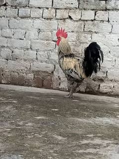 Golden misri Rooster