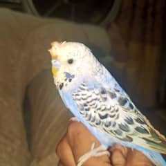 hand tame + fly tame crusted budgie 0