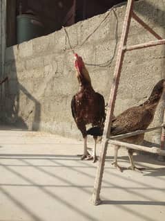 ASEEL HENS FOR SALE