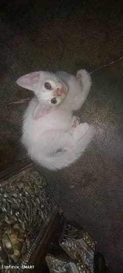 Persian Female Kitten for Sale