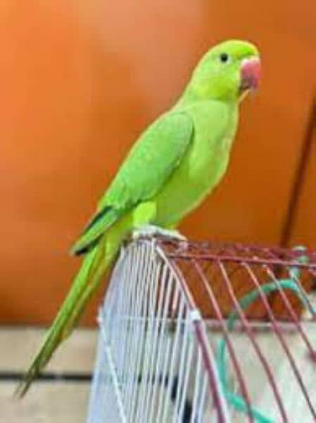 green parrot female for sale 0