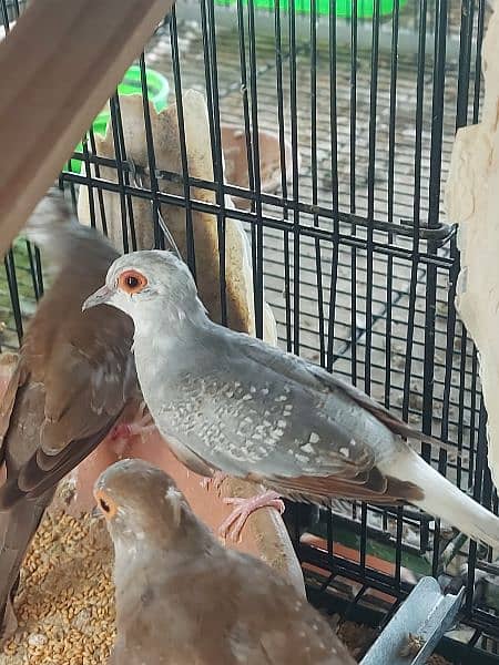 Red Pied dove and blue pied  full wash quality 4