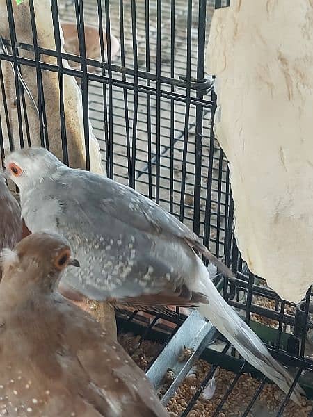 Red Pied dove and blue pied  full wash quality 5