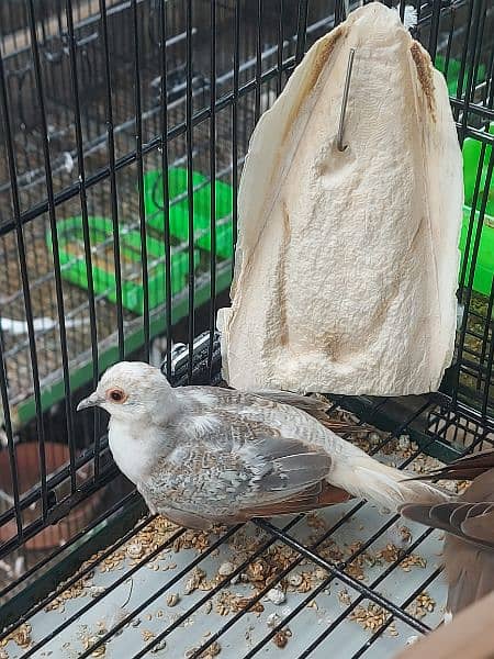 Red Pied dove and blue pied  full wash quality 6