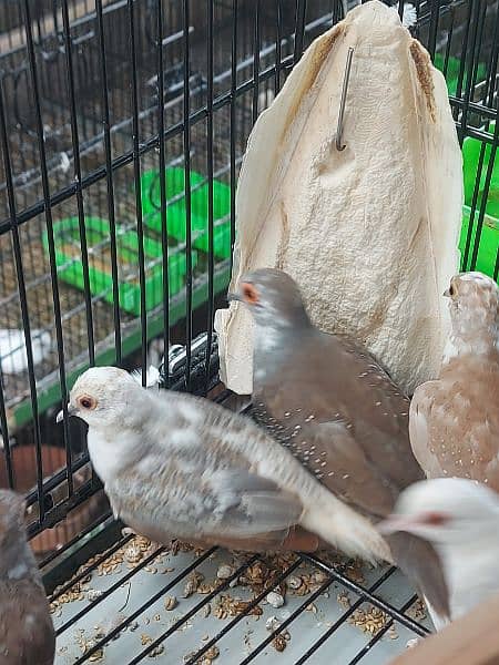 Red Pied dove and blue pied  full wash quality 7