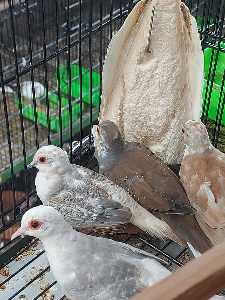 Red Pied dove and blue pied  full wash quality 8