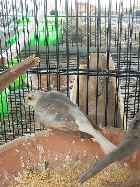 Red Pied dove and blue pied  full wash quality 10