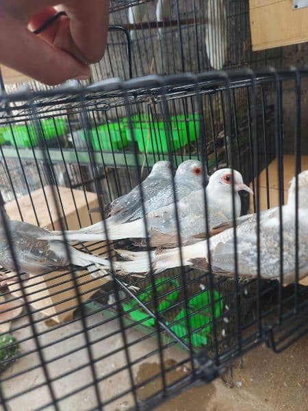 Red Pied dove and blue pied  full wash quality 11