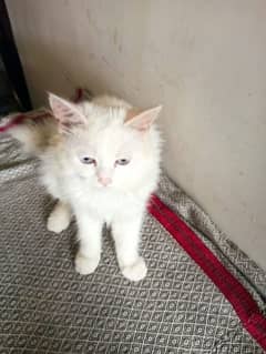 Tripp coat white cat