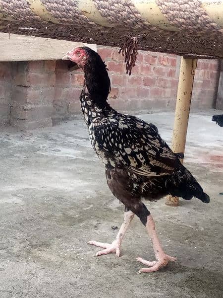 Pakistani cross female 2